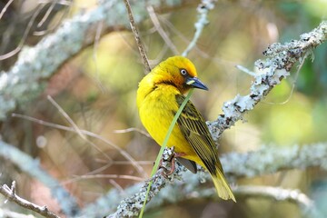 Kapweber (Ploceus capensis), Suche nach Nistmateria beim Nestbau in der Brutkolonie. George, Südafrika.