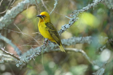 Kapweber (Ploceus capensis), Suche nach Nistmateria beim Nestbau in der Brutkolonie. George, Südafrika.