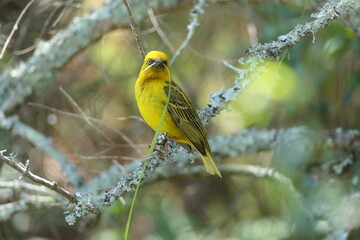 Kapweber (Ploceus capensis), Suche nach Nistmateria beim Nestbau in der Brutkolonie. George, Südafrika.