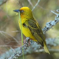 Kapweber (Ploceus capensis), Suche nach Nistmateria beim Nestbau in der Brutkolonie. George, Südafrika.