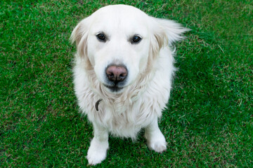 Charming pet. Golden Retriever sitting on the lawn. Friendly, well-mannered, trained dog.