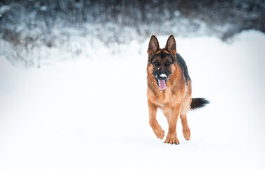 dog in the snow in winter, german shepherd