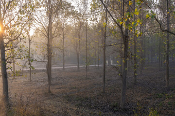 Fototapeta premium sunrising behind poplar trees in rural india