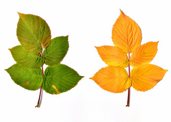 Autumn raspberry leaves on a white background