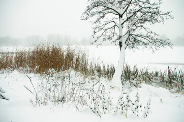 Winter landscape. Snowfall