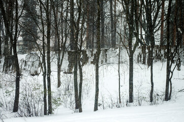 Winter landscape. Snowfall
