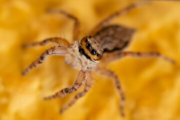 Menemerus bivittatus Jumper Spider