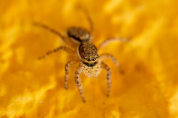 Menemerus bivittatus Jumper Spider