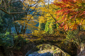 魔林狭の紅葉
