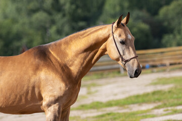 Portrait of a beautiful buckskin horse on natural green summer background, head closeup