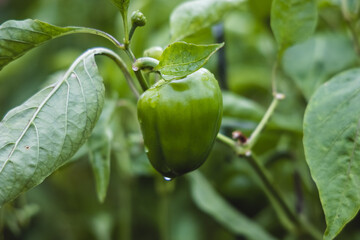 Garden Peppers on a Rainy Day