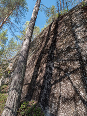 Old pine trunk by a rocky cliff
