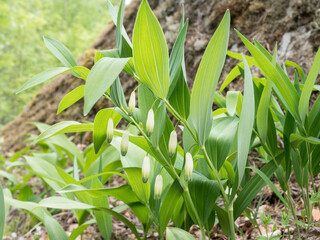 Solomon's-Seal flowers in forest