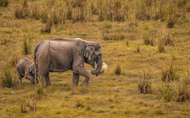 Obraz premium An elephant cow grazing by uprooting, twisting the shrubs vigorously, squeezing the water and devouring them. While a calf is trying to rub her mama for milk