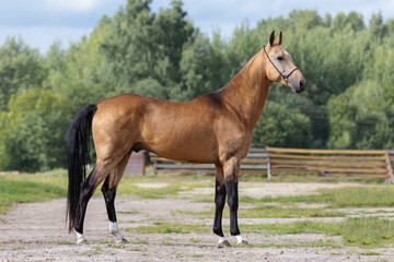 Naklejka na ściany i meble Buckskin horse stands on natural summer background, profile side view, exterior