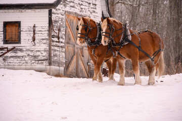 two clydesdale horses in winter. Old vintage stable barn 