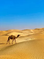 Fotobehang camels in the desert © Ivelina