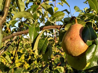 pear on tree