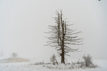 Russberg bei Tuttlingen im Winter