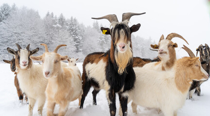 Russberg bei Tuttlingen im Winter