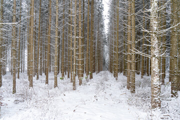 Russberg bei Tuttlingen im Winter
