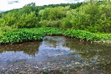 cold stream in the northern area on a summer day