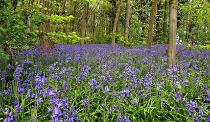 Bed of Bluebells blossoming in the Spring under a canopy of trees.UK