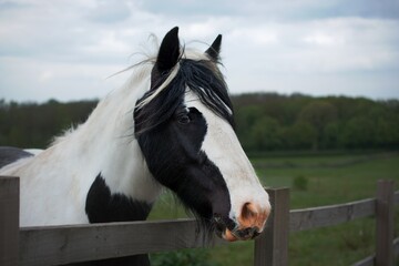 Piebald Black and White horse, on a spring day with blue cloudy sky.