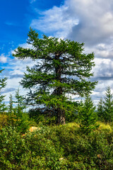 huge larch tree in the forest on a sunny summer day