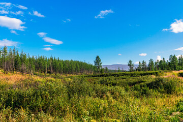 tundra forest and mountains on a sunny summer day