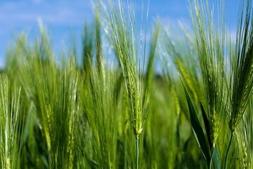 Obraz premium Green wheat ears in a field. Close up with blue cloudy skies.