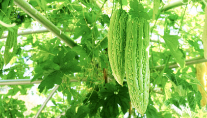Bitter gourd haning on the vine.