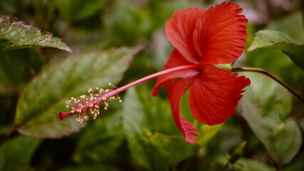 photo of artistic hibiscus red flower in the garden