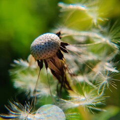 close up of a dandelion