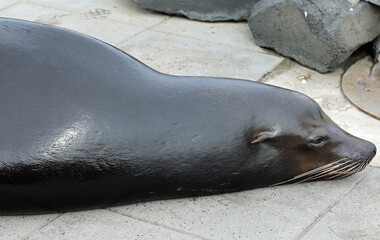 sea lion resting on the pavement