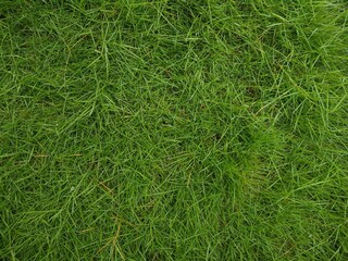 green grass background