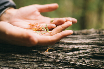 hand holding a plant