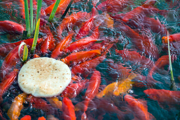  koi fish in pond
