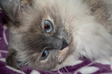 Cute Burmese cat. Portrait of a fluffy blue-eyed cat