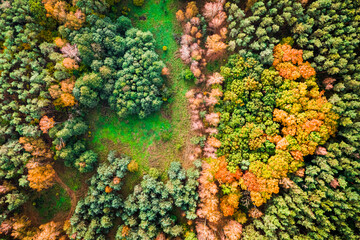 Naklejka na ściany i meble Top view of colorful autumn forest, Poland