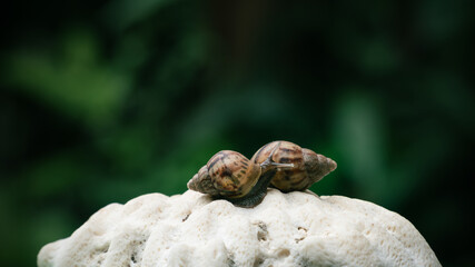 snails on a coral reef