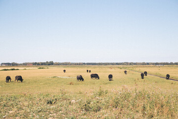 cows in a field