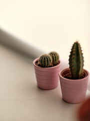 cactus in flowerpot