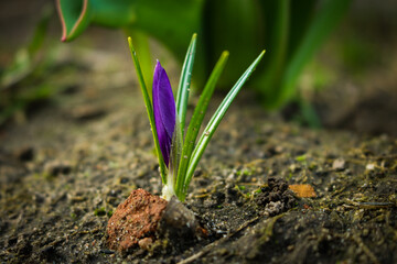 spring crocus flowers