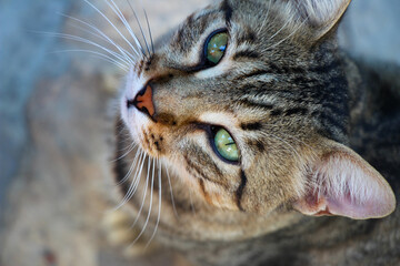 Cute street cat begging for attention and food, Bitez Turkey

Bedelen voor eten en aandacht, poesje in Bitez Turkije