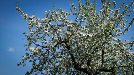 branches against blue sky