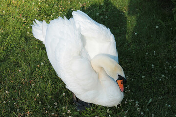 Handsome white swan spread its wings