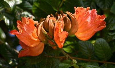 Close up of bright orange flowers growing in a tropical tree