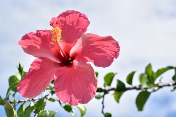 Bright pink hibiscus flower on a sunny day