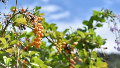 Bright yellow berries growing in a tropical garden